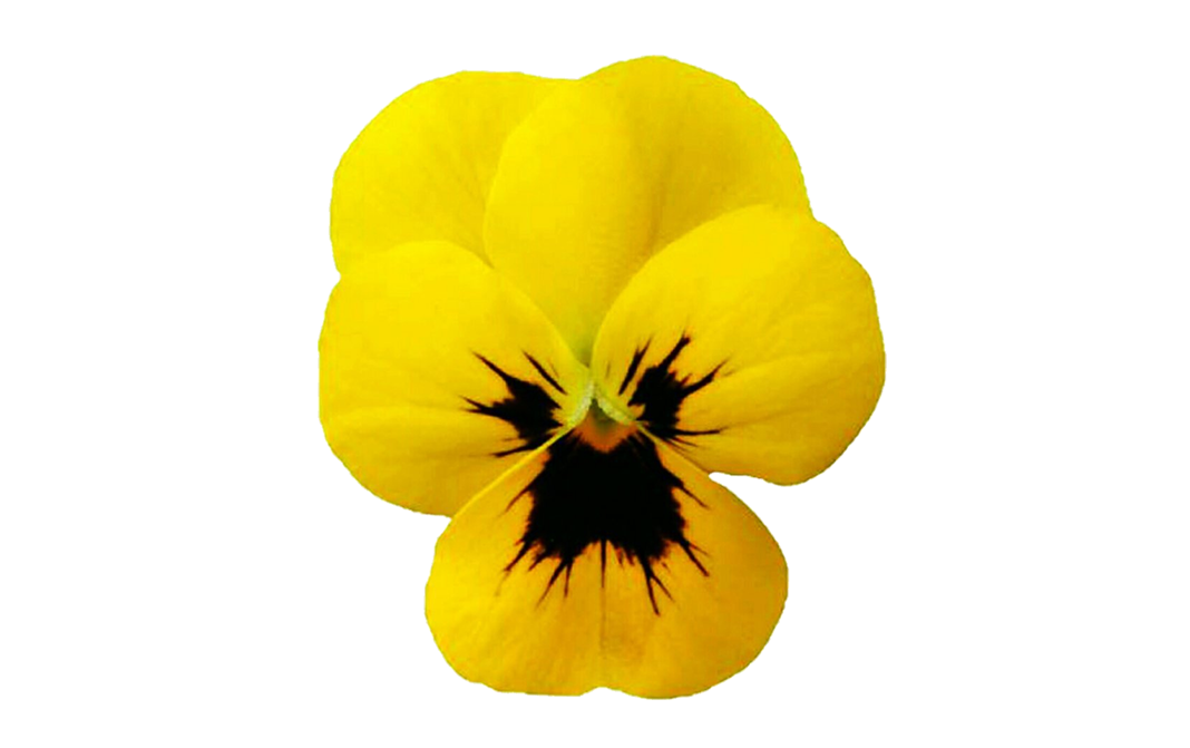 Simply Fresh Pansy Flower    Box  10-15 pcs